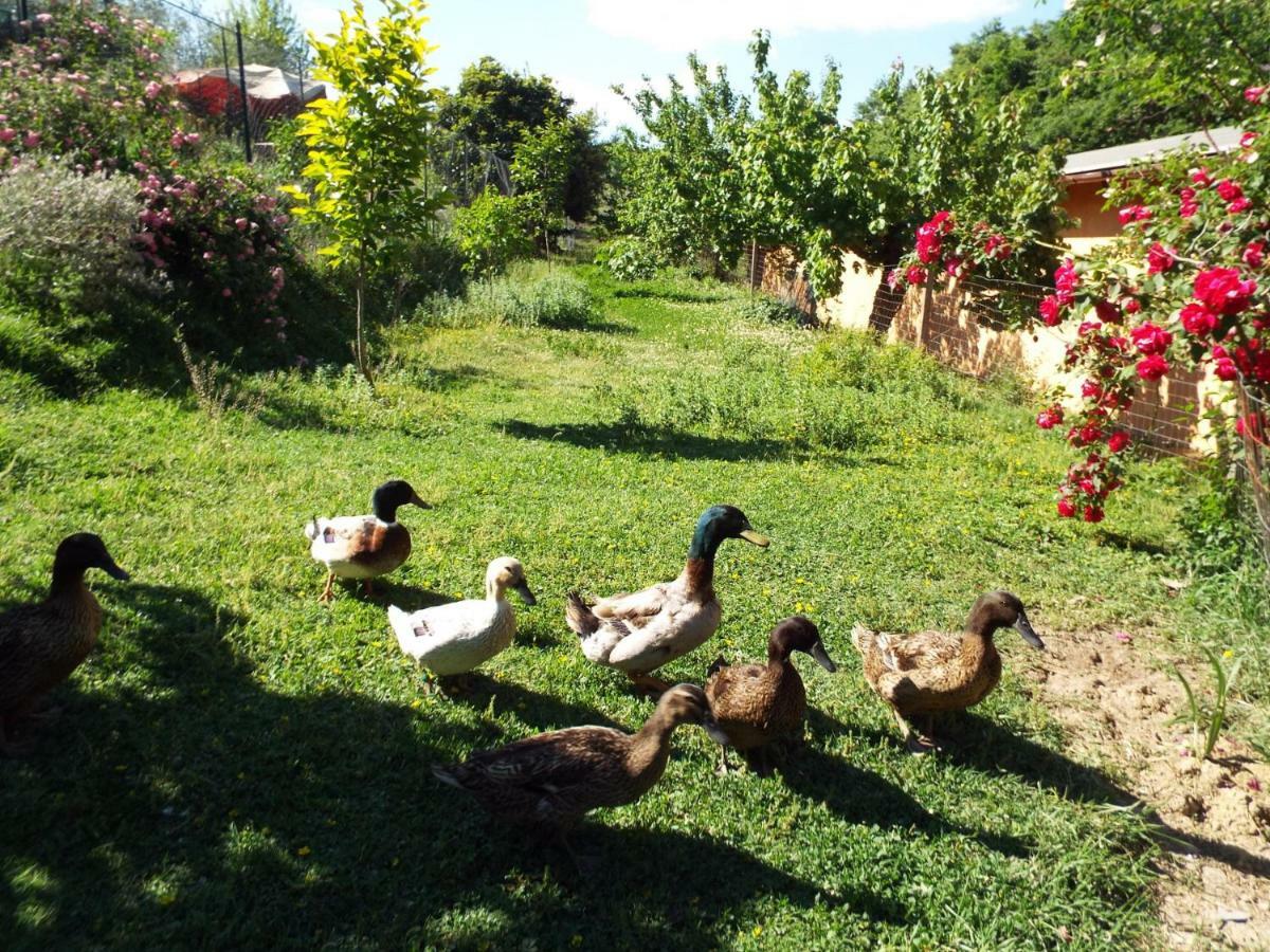 Agriturismo Frallarenza Ficulle Esterno foto