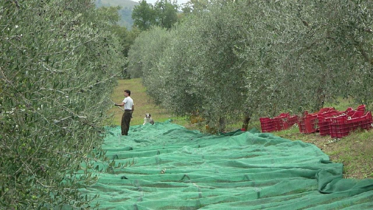 Agriturismo Frallarenza Ficulle Esterno foto